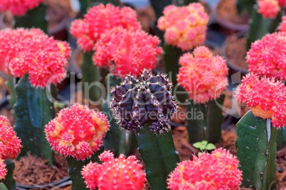 Purple cactus surrounded by red ones, shallow DOF