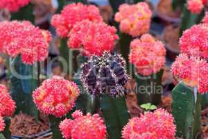 Purple cactus surrounded by red ones, shallow DOF