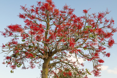 The Australian Brachychiton acerifolius, commonly known as the Illawarra Flame Tree .