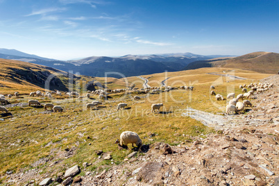 Flock of sheeps eating grass on top of the mountain in Romania