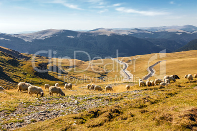 Flock of sheeps eating grass on top of the mountain in Romania