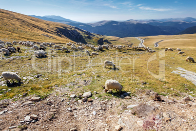 Flock of sheeps eating grass on top of the mountain in Romania