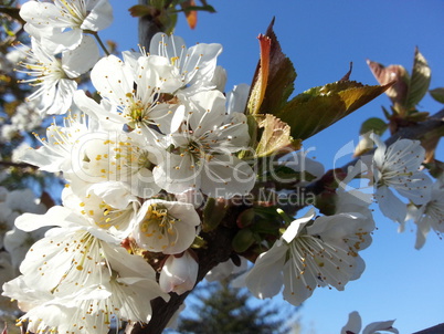 Kirschblüte