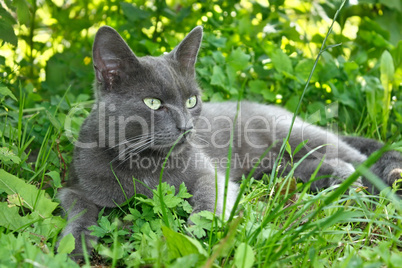 Gray cat lying on the grass