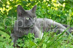 Gray cat lying on the grass