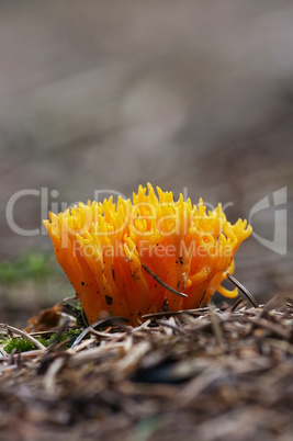 small coral mushroom