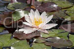 Waterlily On The Water