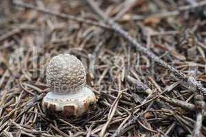 blusher - poisonous mushroom