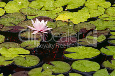 Waterlily On The Water