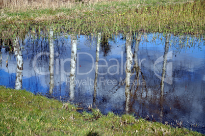 Birken spiegeln sich