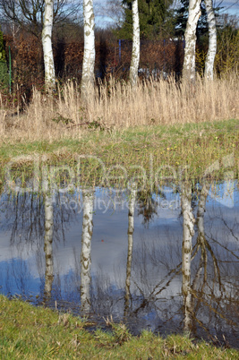 Birken spiegeln sich