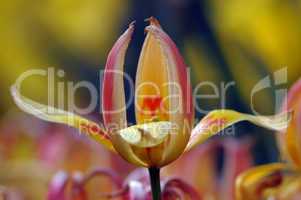 Tulpe (Kaufmanniana)