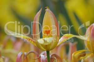 Tulpe (Kaufmanniana)