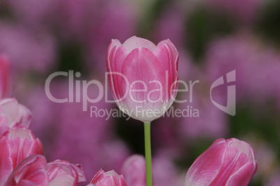 Tulpen