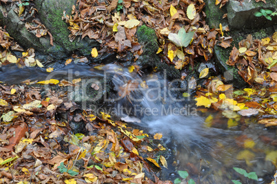 Bach im Herbstwald