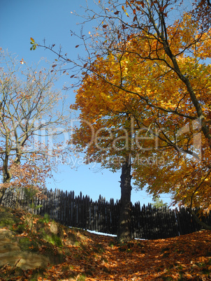 Zaun im Wald