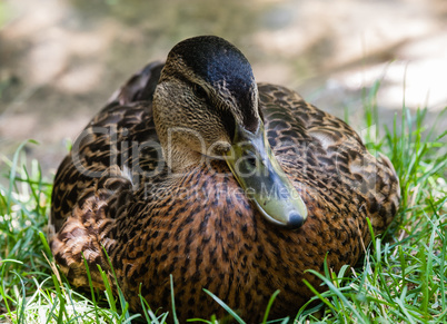 Close-up of female mallard duck from front