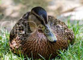 Close-up of female mallard duck from front