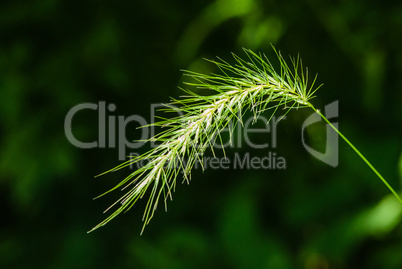 Close-up of grass head on green