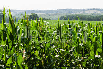 Corn field against distant hills