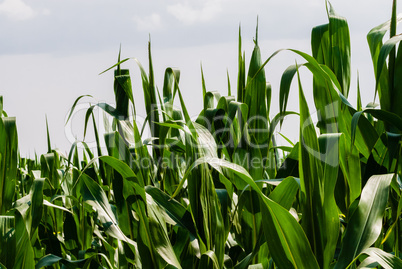 Close-up of corn leaves on white sky