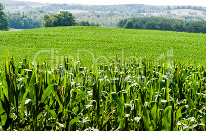 Corn field against rolling hills