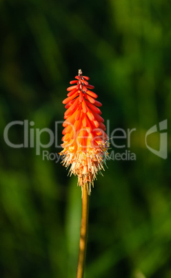 Single bright orange Kniphofia flower