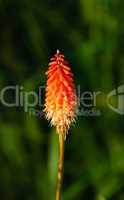 Single bright orange Kniphofia flower