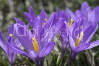 Blue crocus