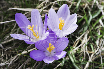 Blue crocus