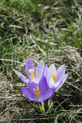 Blue crocus