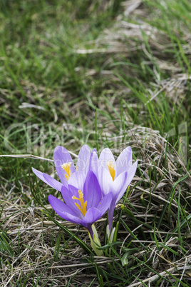 Blue crocus