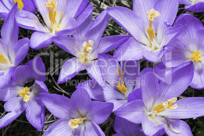 Blue crocus