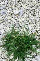 Green grass and stones