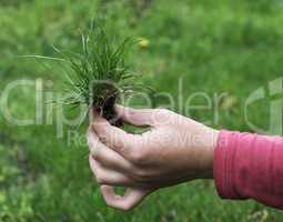 Turf grass and earth