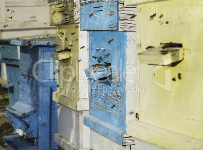 Swarm of bees fly to beehive