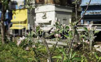 Flowers and swarm of bees