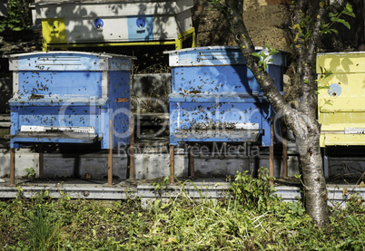 Swarm of bees fly to beehive