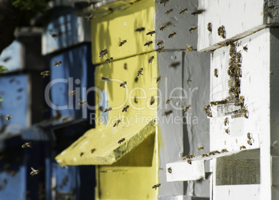 Swarm of bees fly to beehive