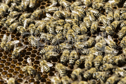 Close up honeycombs