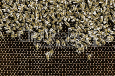 Close up honeycombs