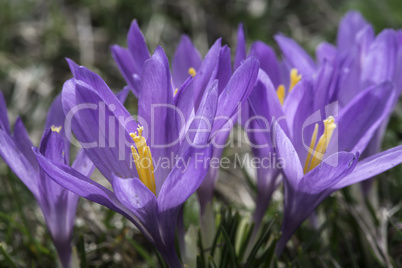 Blue crocus