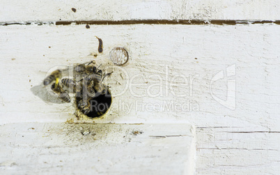 Bees entering the hive