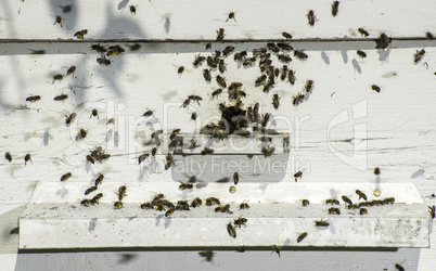 Bees entering the hive