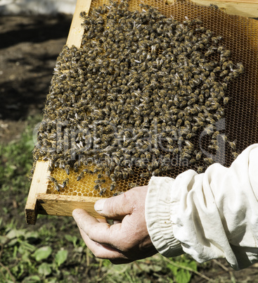 Close up honeycombs