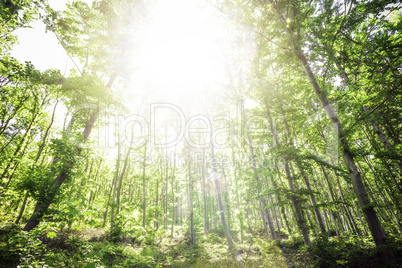 Sun light between the trees