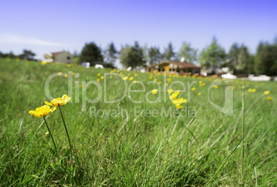 Green meadow with flowers