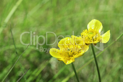 Yellow flower and green meadow