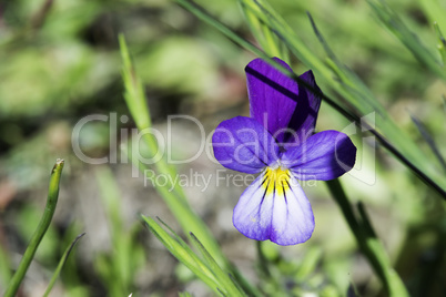 Violet flower and green leaves
