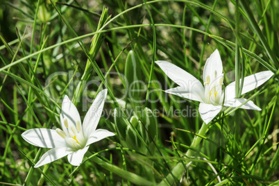 White flower and green meadow